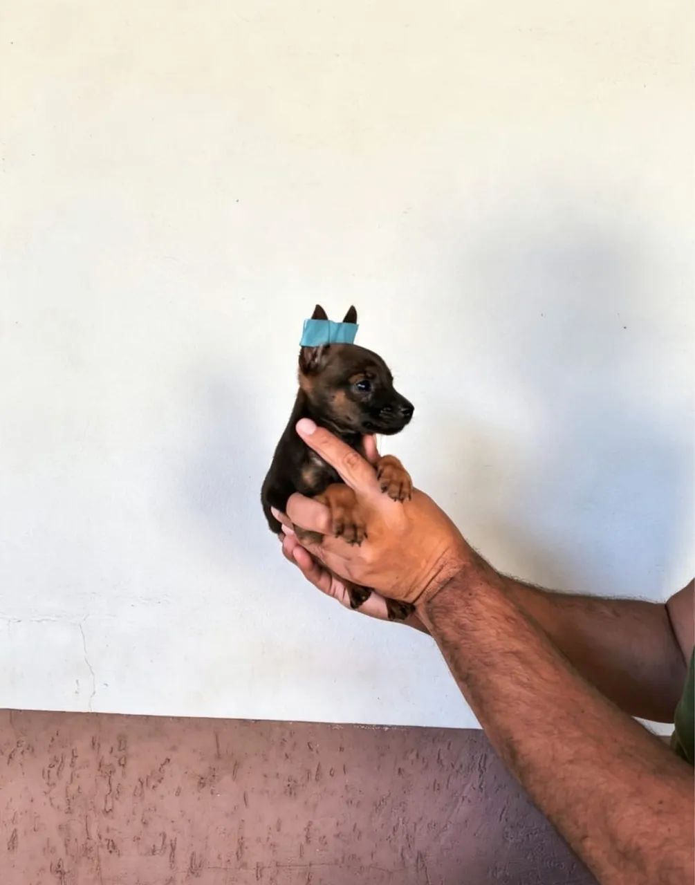 Pinscher 