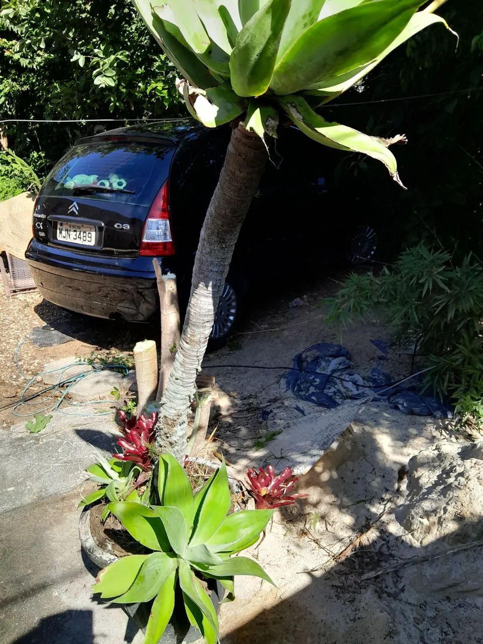 Vendo vaso com bromelias raras  - Foto 4