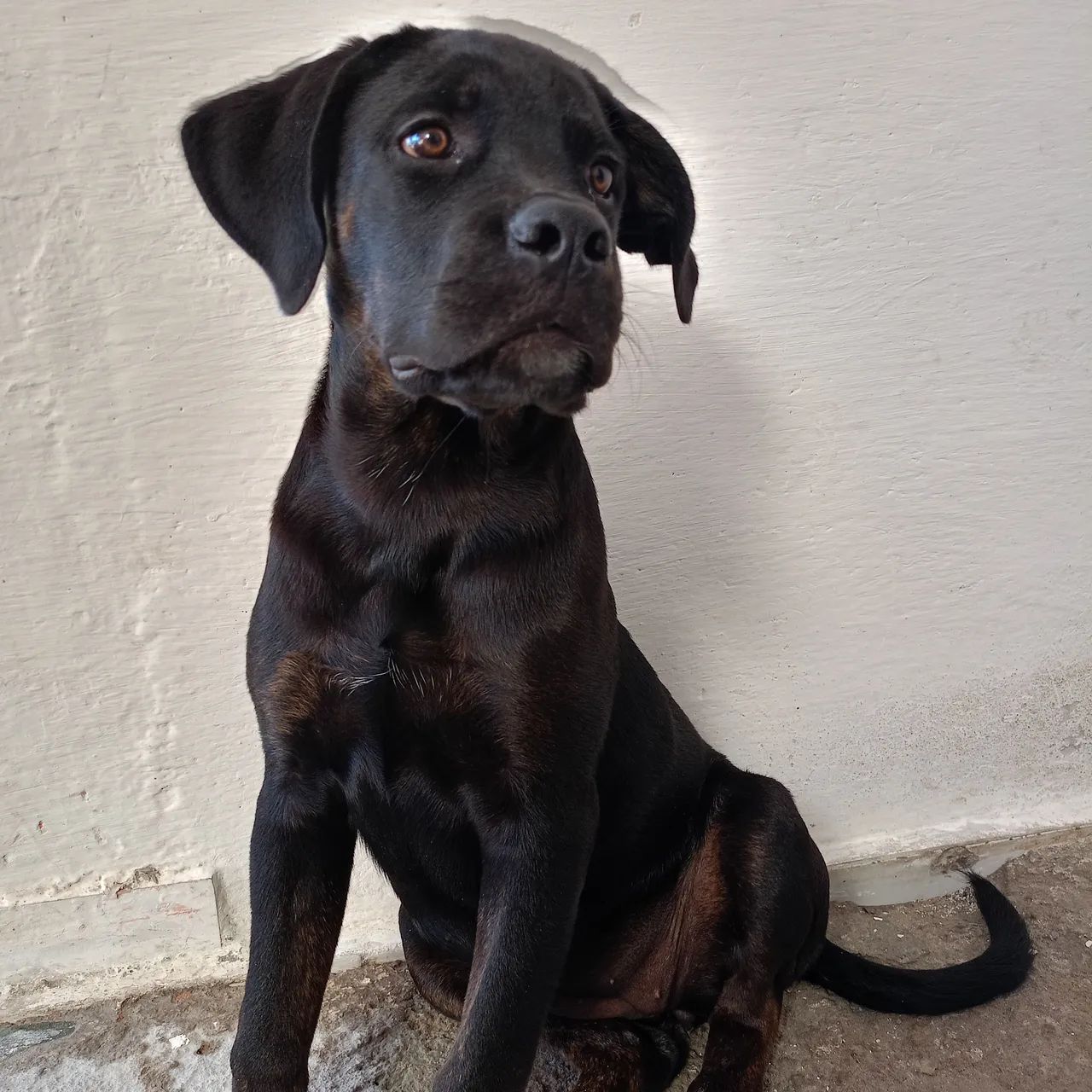 Cane corso fêmea  - Foto 3