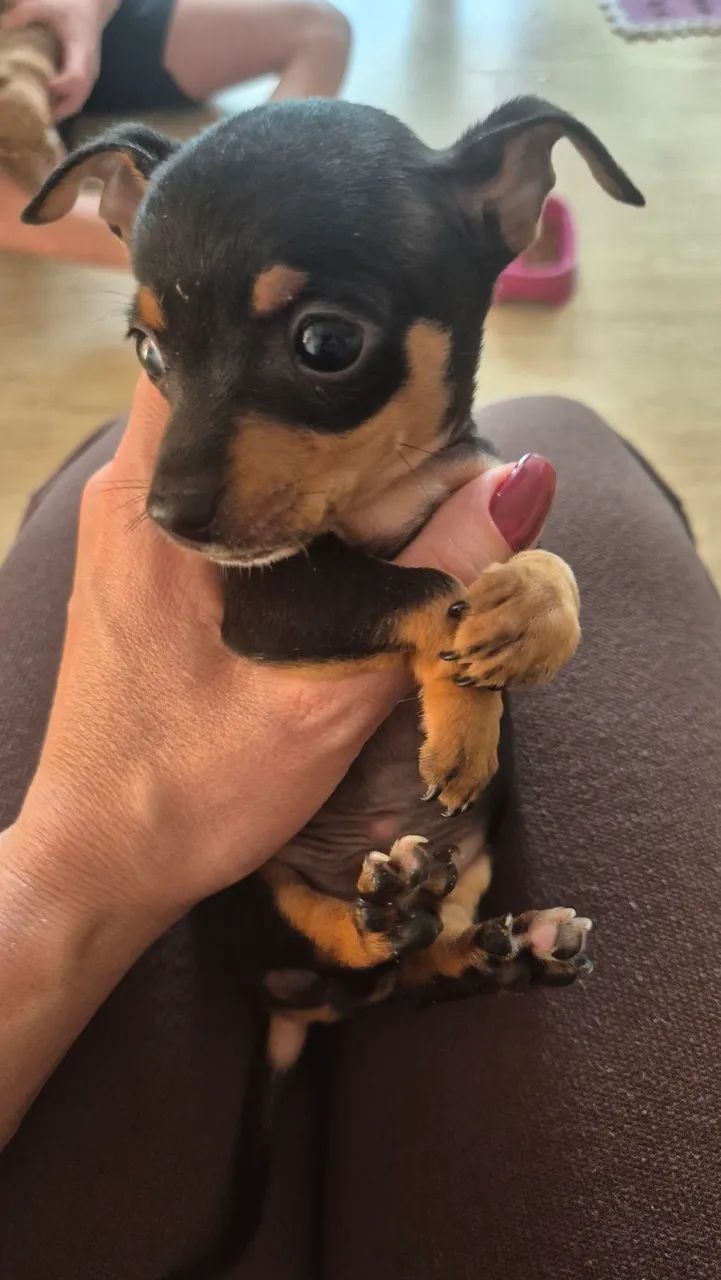 Pinscher macho  - Foto 2