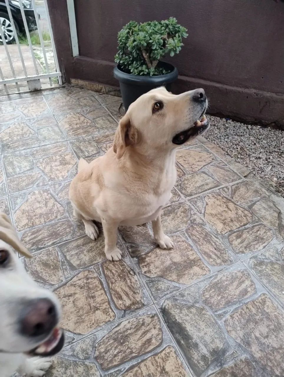 Doação labrador - Foto 2