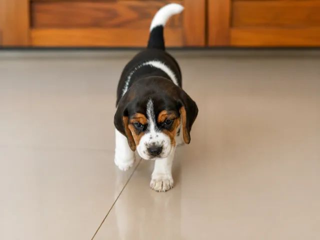 Beagles 13 polegadas  - Foto 4