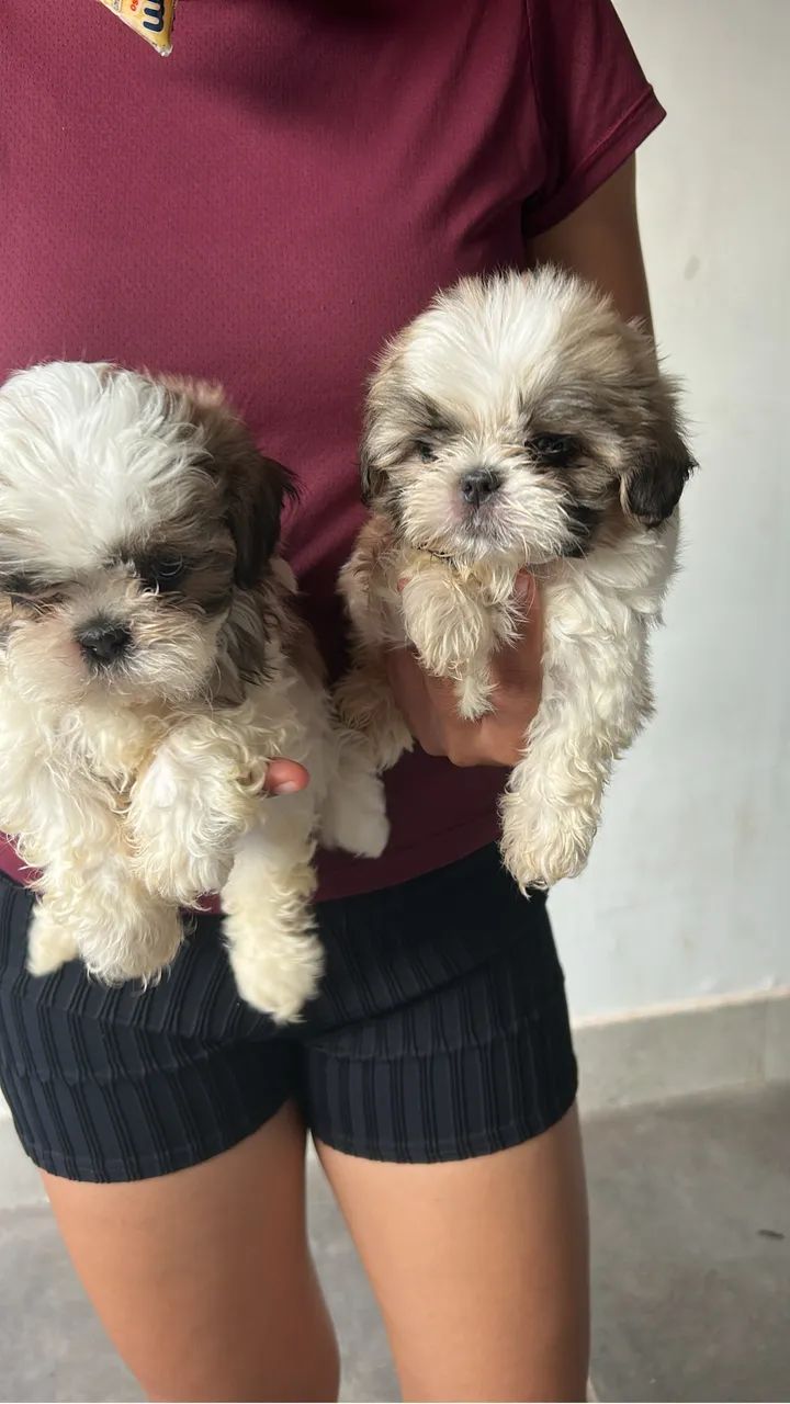 Cachorro  - Foto 2
