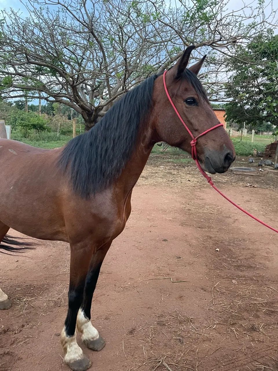 Vendo cavalo