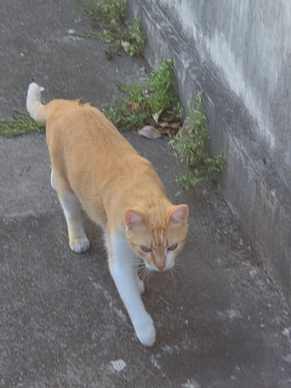 Dou em doação gata amarelo castrada  - Foto 3