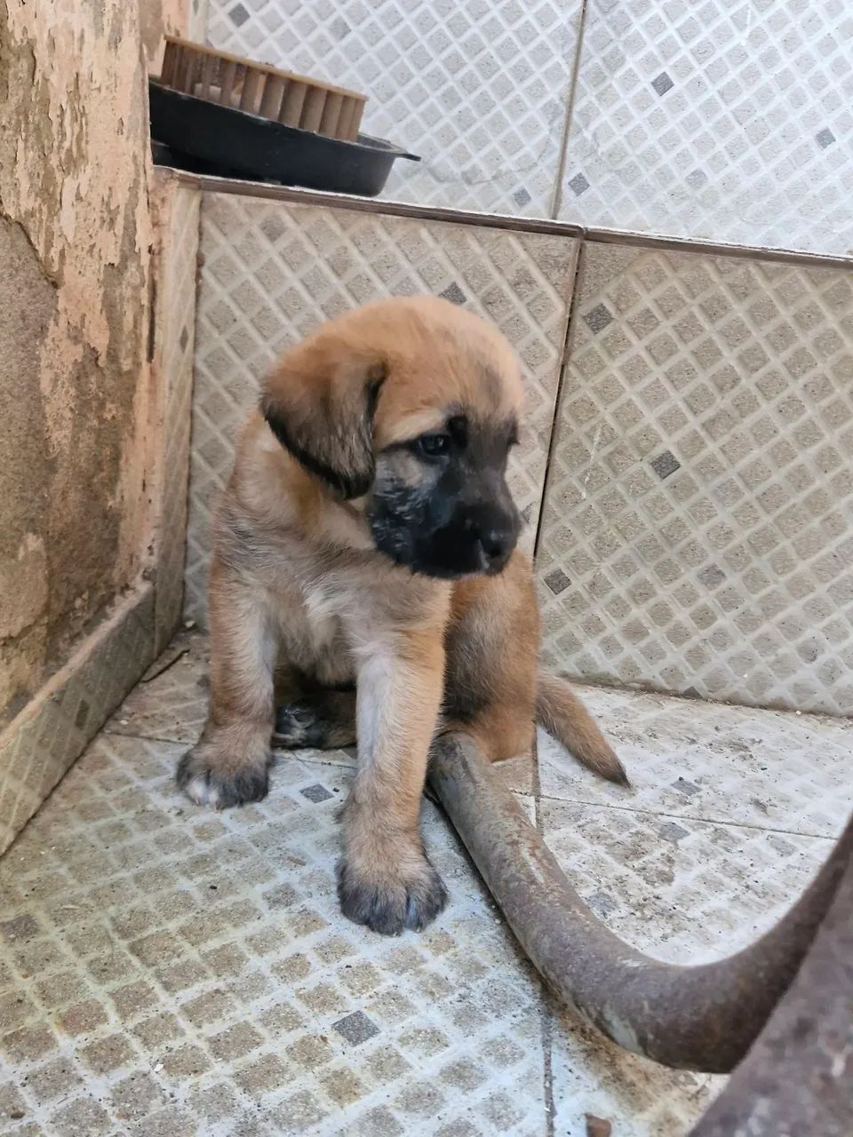 Cachorro para Adoção  - Foto 5