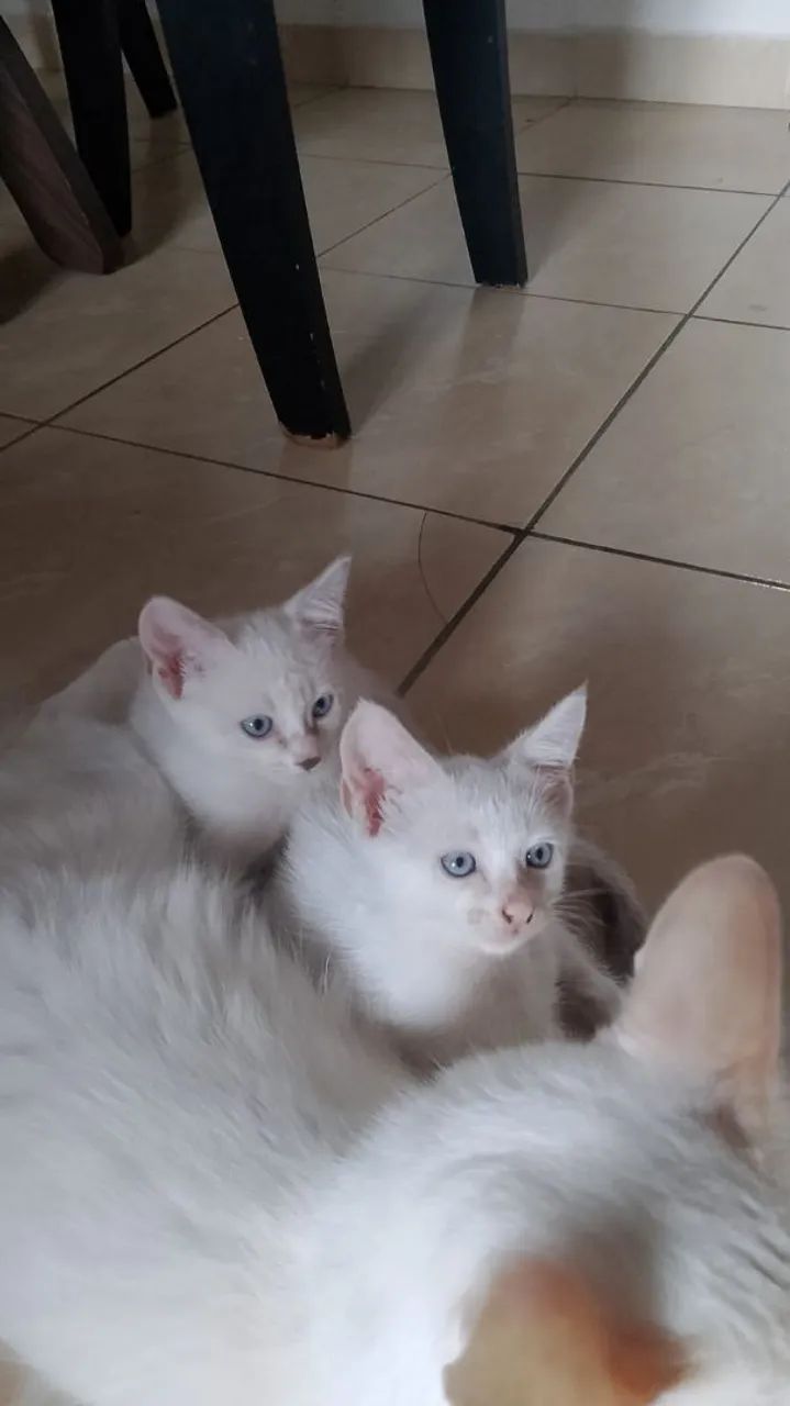 Gatinhas filhotes - Foto 3