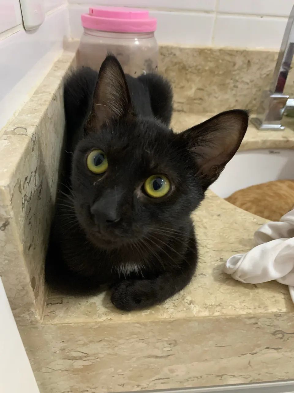 Lindos gatinhos  - Foto 2