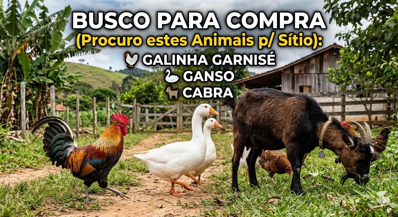 Busco galinhas garnisé e cabra pra comprar 