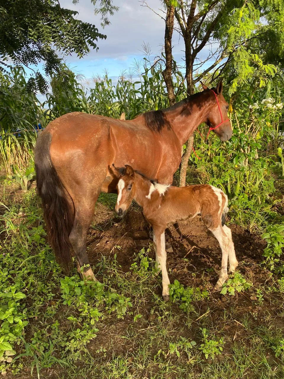 Potro Mangalarga Marchador Pampa Registrado | Bisneto de Amado Ipê e Favacho Único - Foto 3