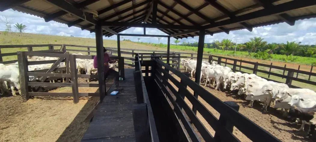 fazenda a venda no roxinho - Foto 2