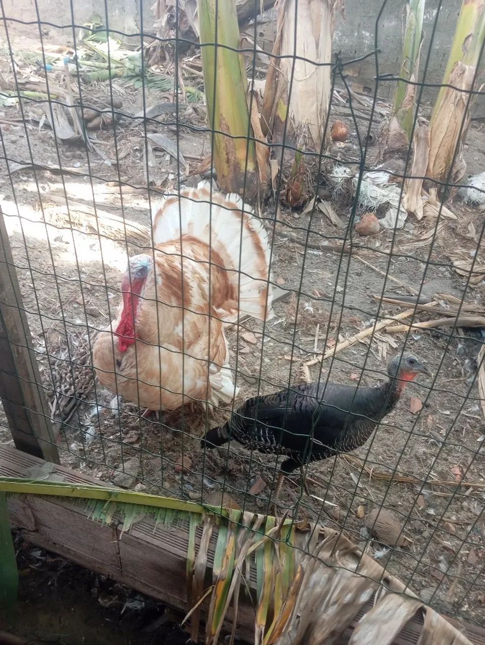 Casal de peru