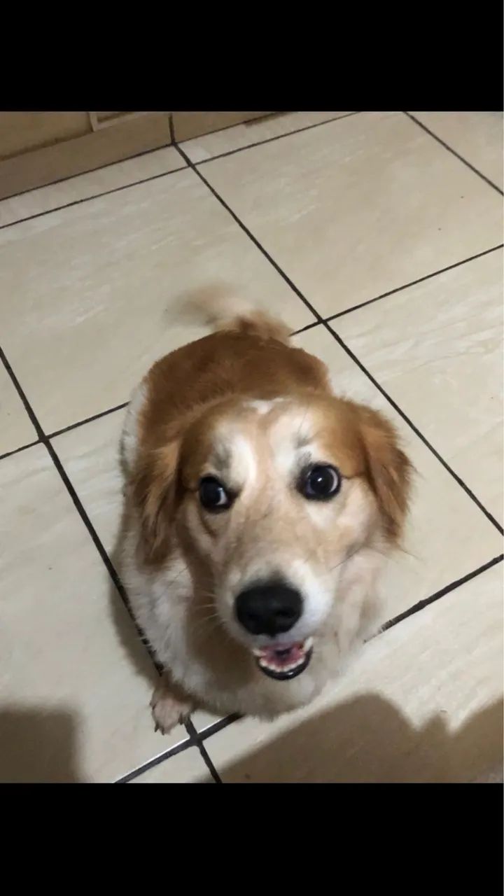 Doação responsável  - Foto 2