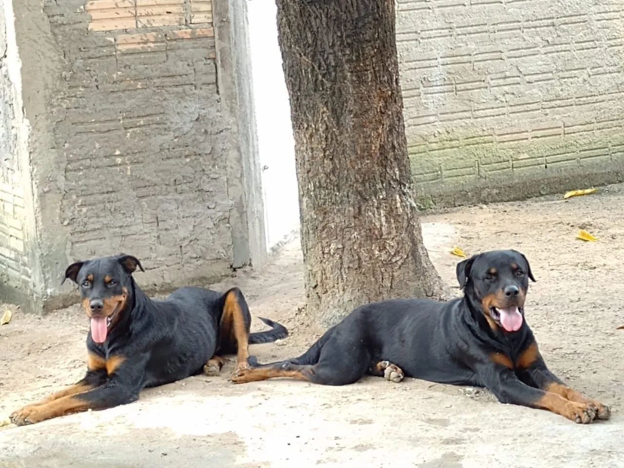 Rottweiler Filhotes Puros  - Foto 2