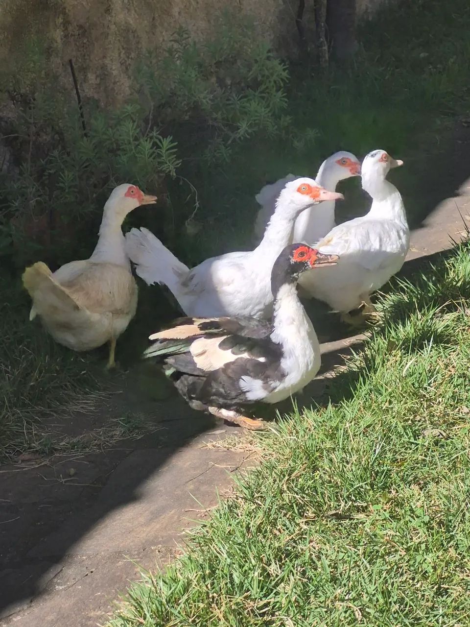 PATAS ? - Foto 2