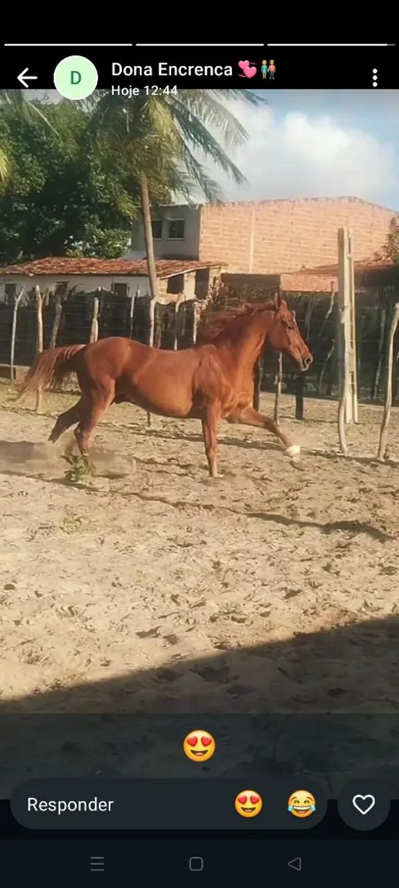 Cavalo 