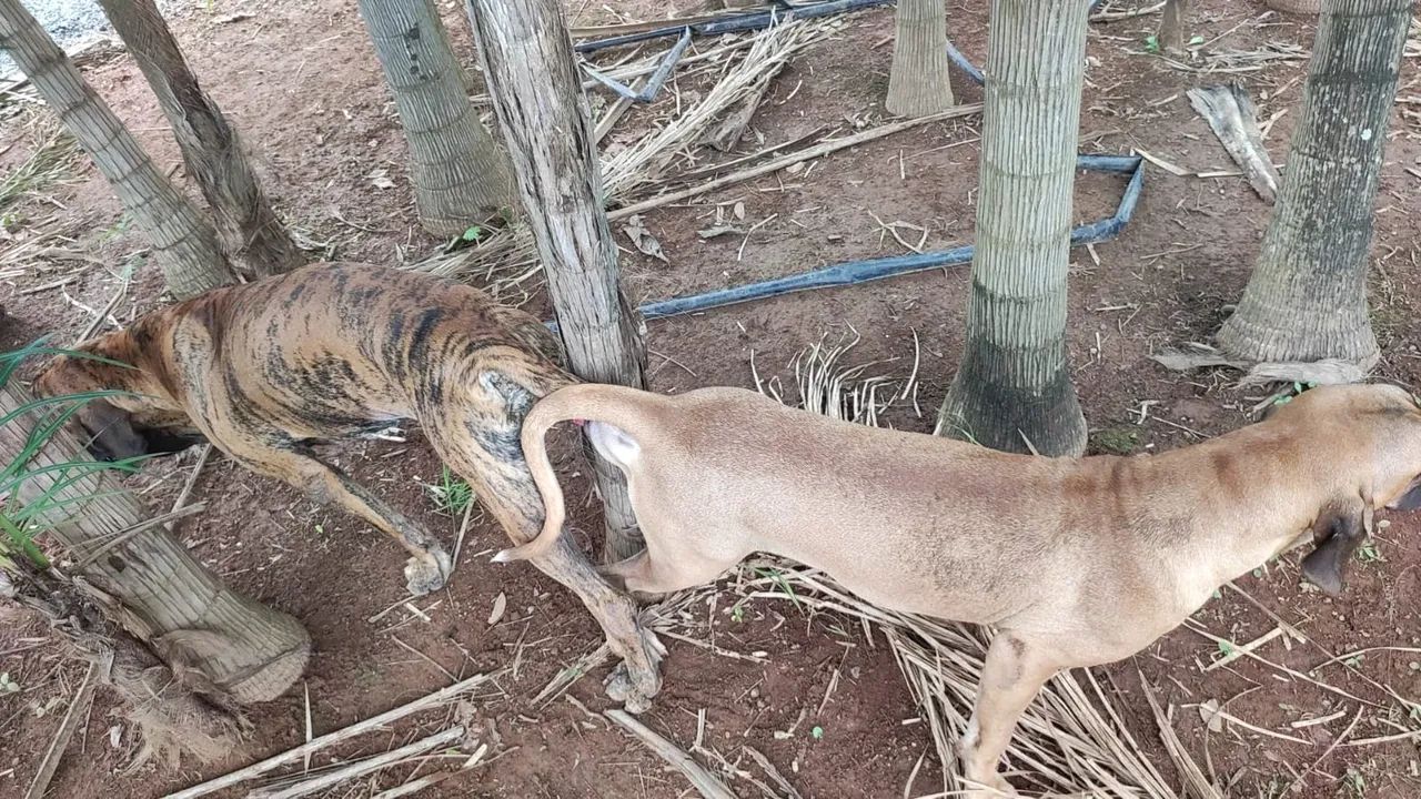 Fila Brasileiro - Foto 4