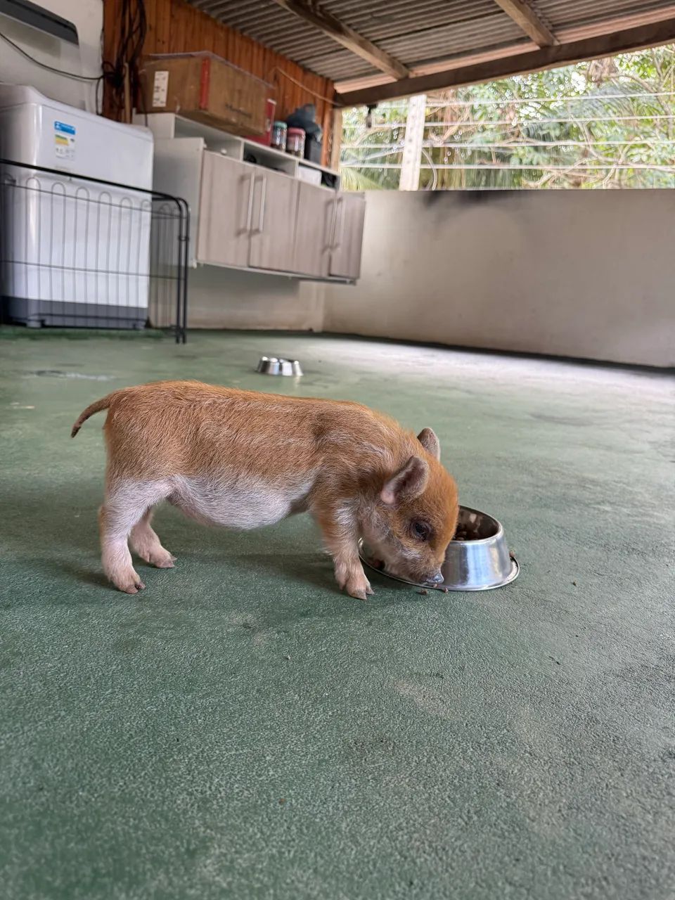 Mini pig  - Foto 5