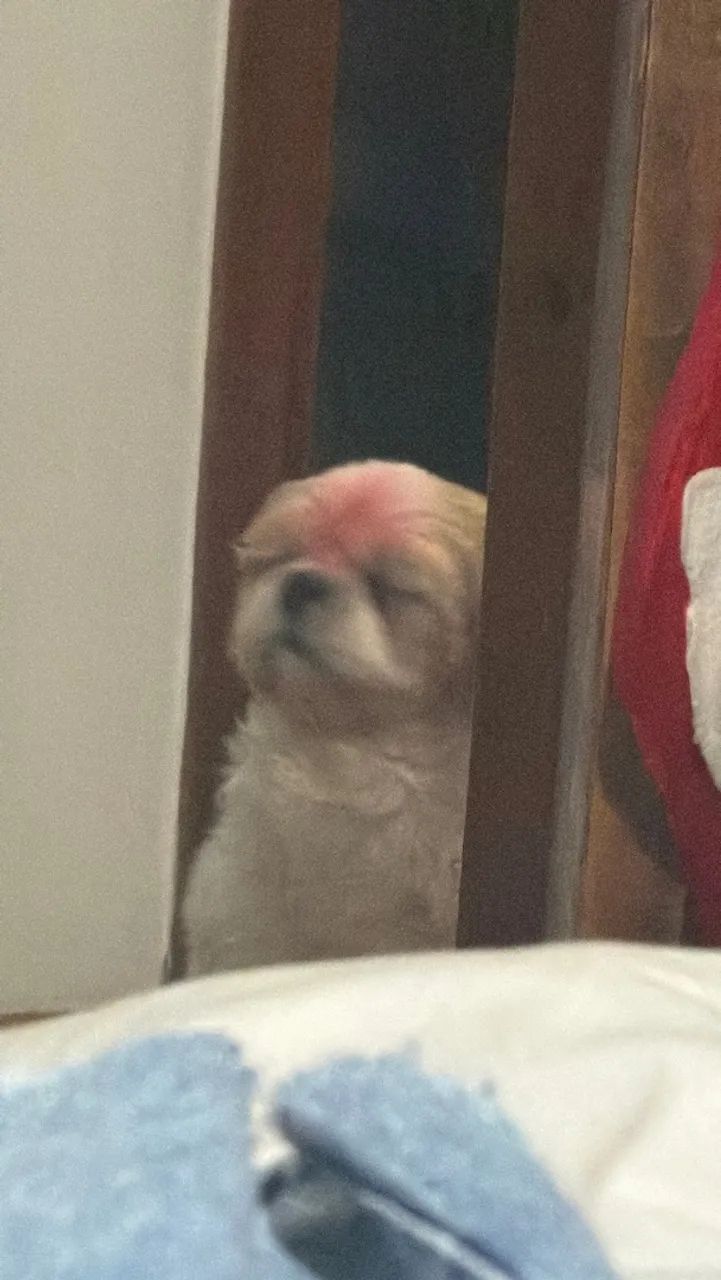 Vendo cachorro doce shih tag - Foto 3