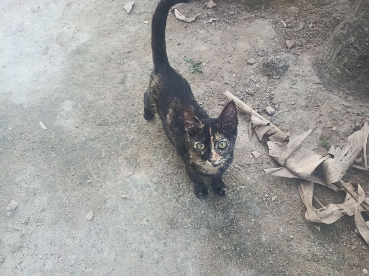 Doação de Gatos  - Foto 2