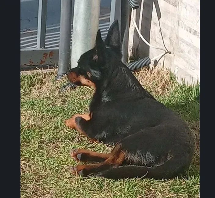 Passeador de cães 