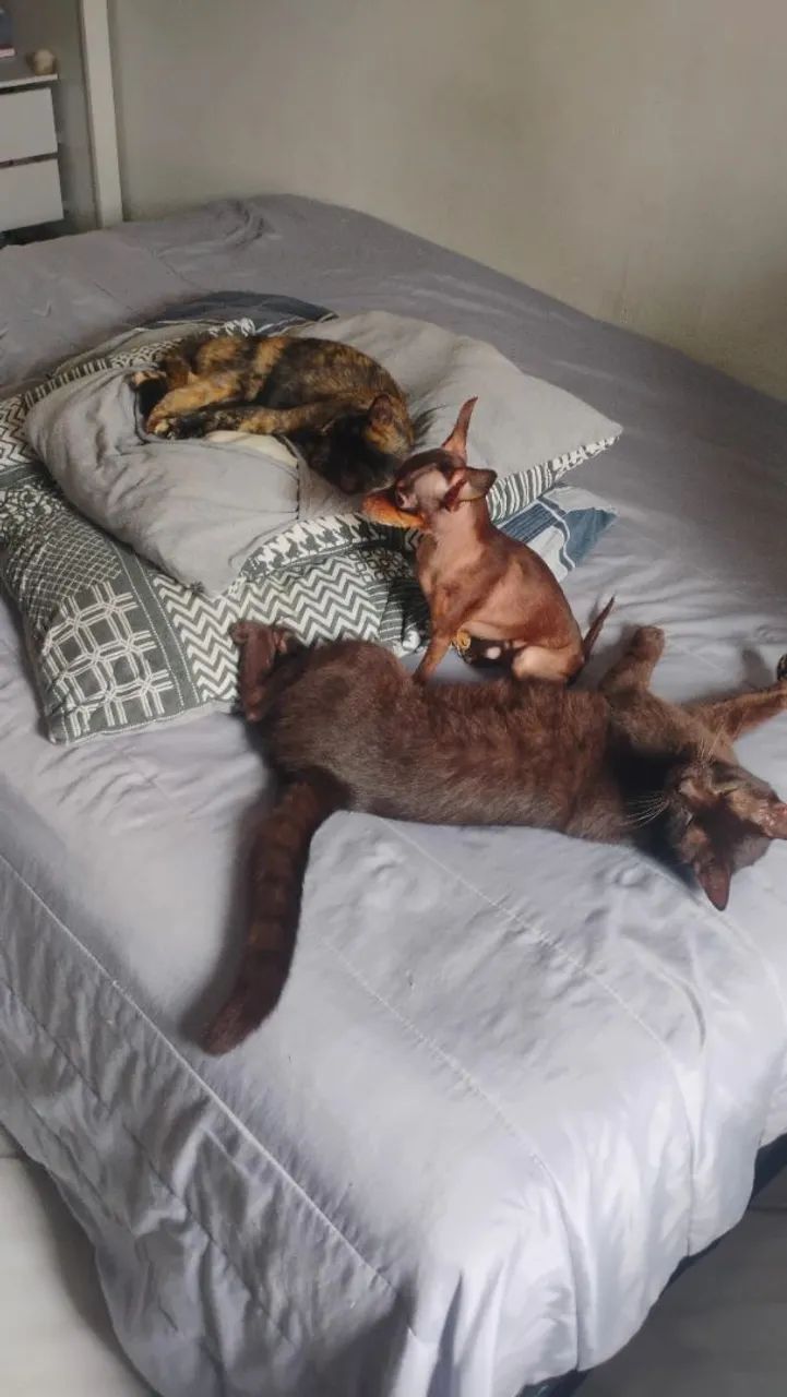 CUIDADORA DE ANIMAIS  - Foto 3