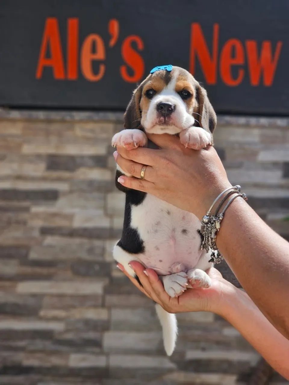 Beagle 13 Polegadas | Entrega em Londrina dia 03/02