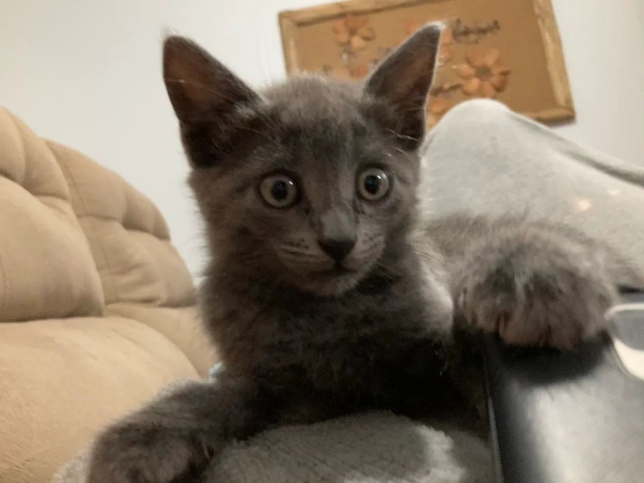 Gata cinza 
