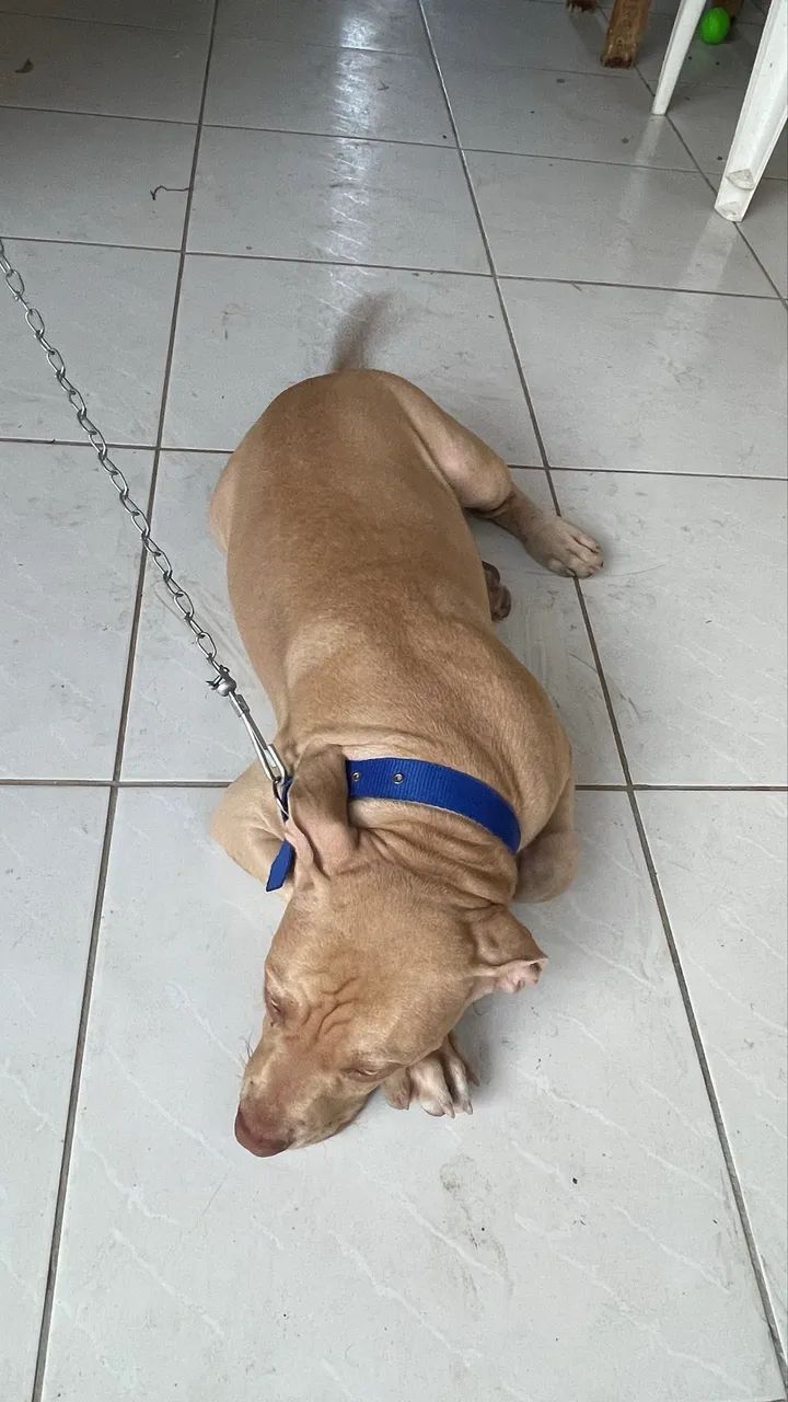 Vendo filhote de pitbull  - Foto 4