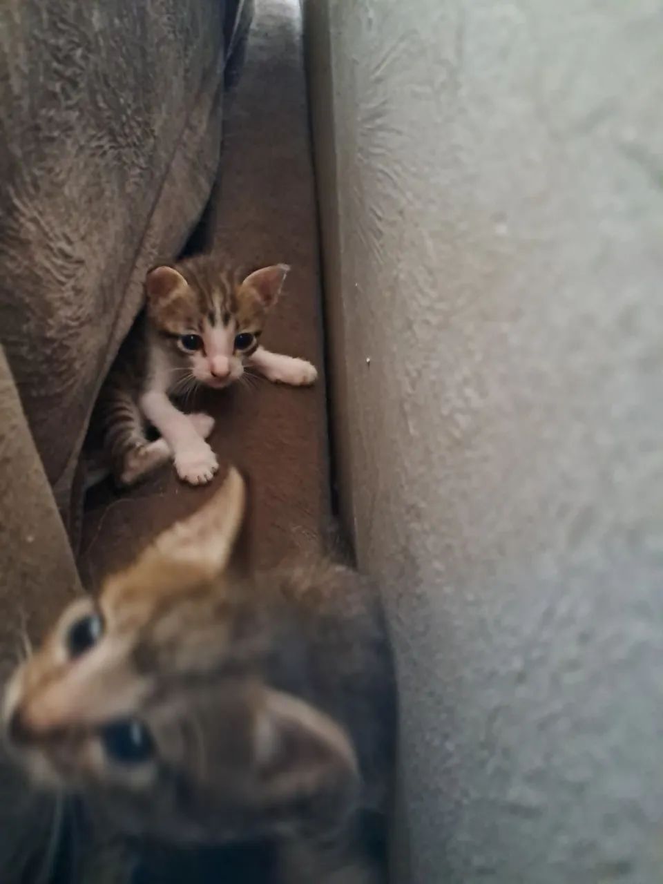 Doação responsável  - Foto 2