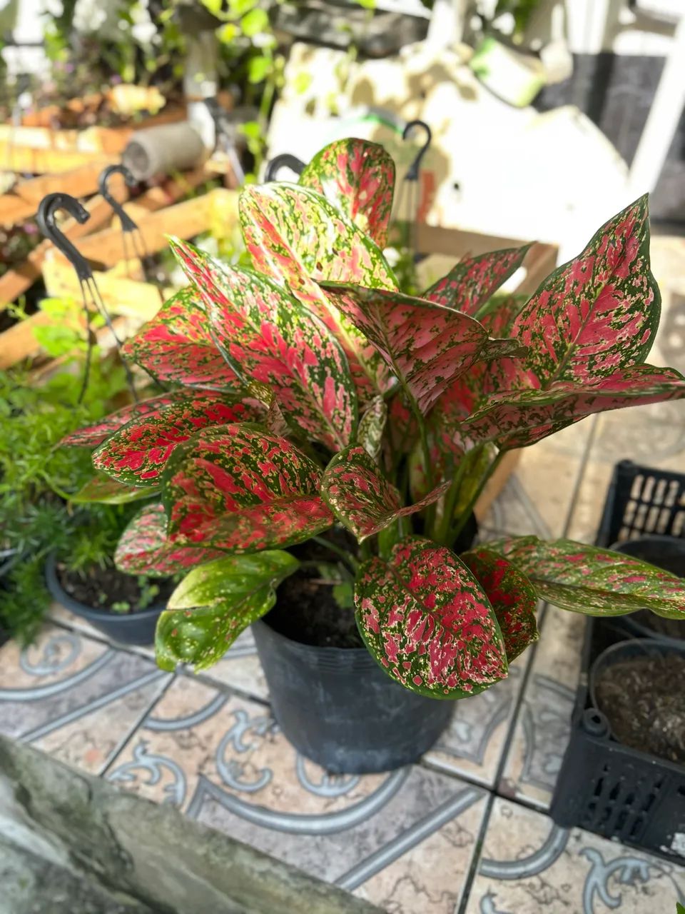 Plantas - Foto 2