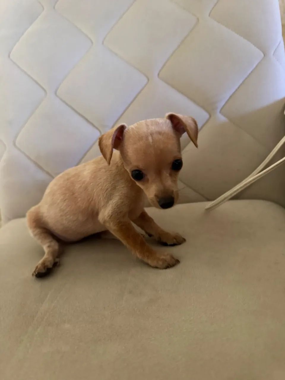 pinscher  - Foto 5