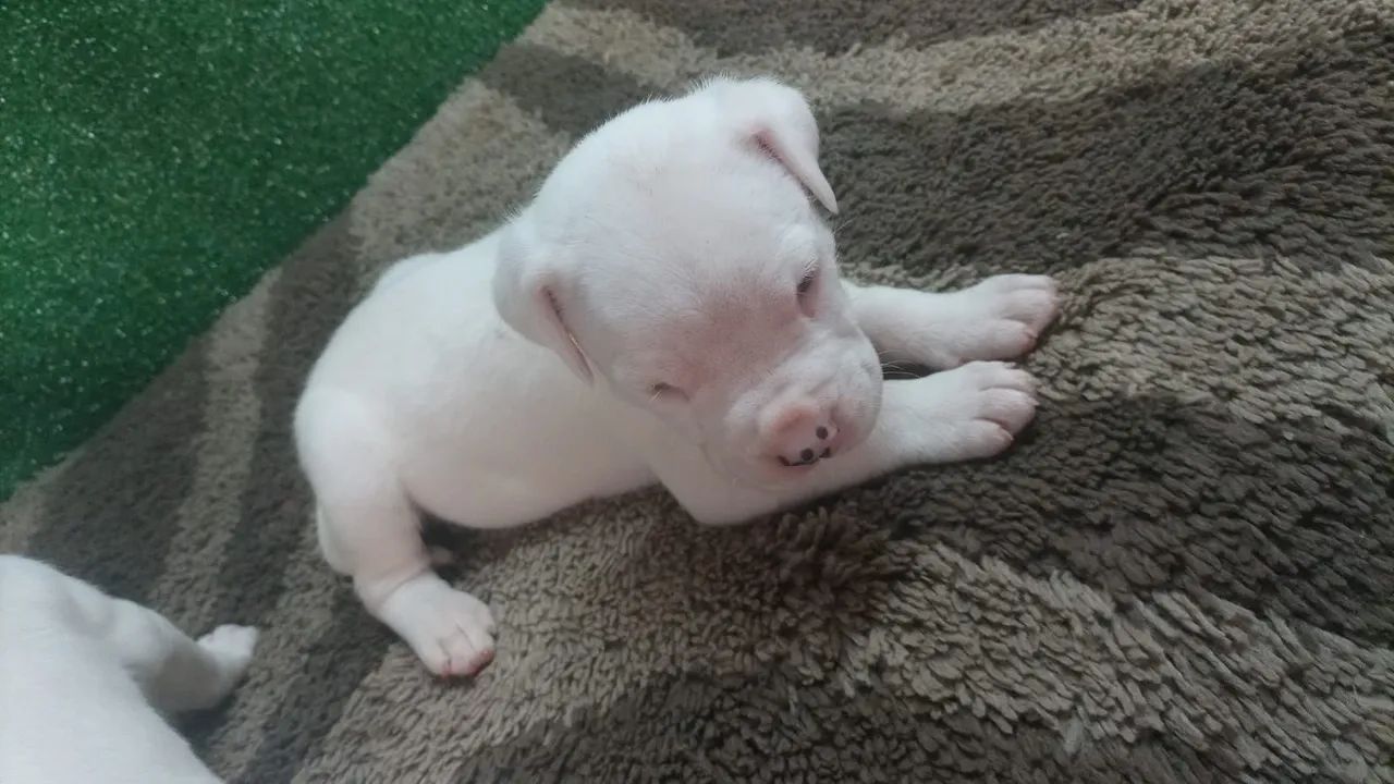 Dogo argentino  - Foto 5