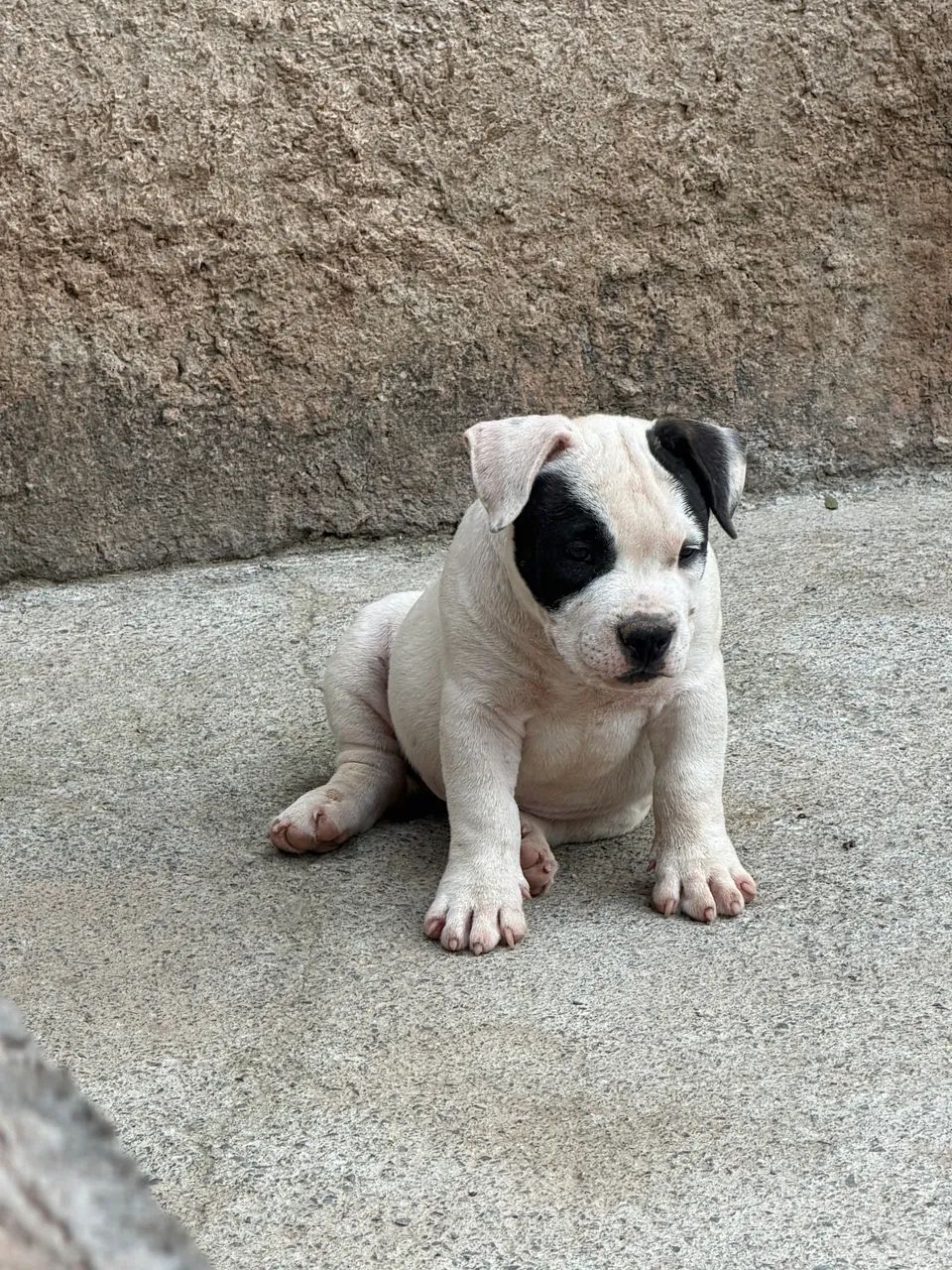 Amarerican bully  - Foto 2