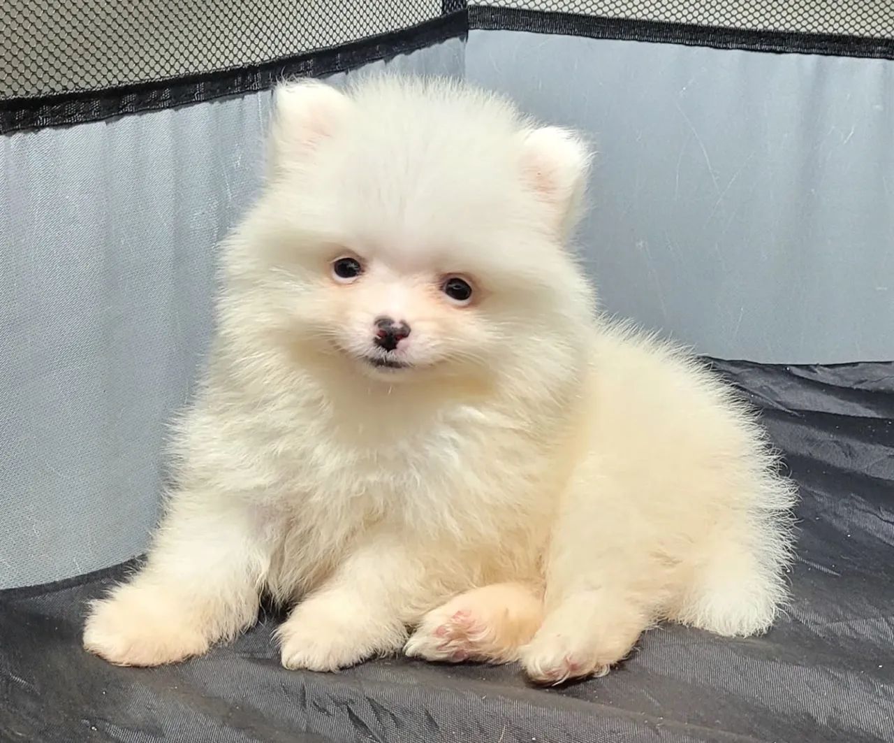 Spitz alemão mini