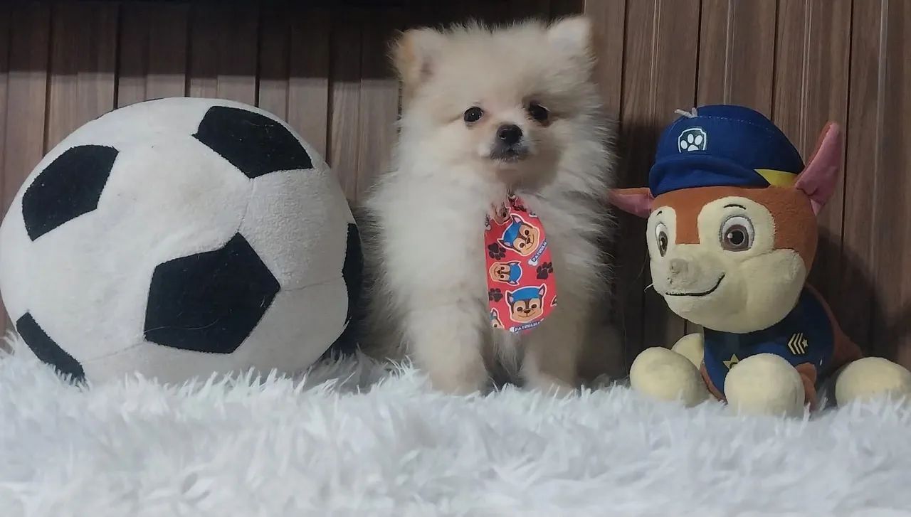 Lulu da pomerânia machinho anão perfeitinho - Foto 5