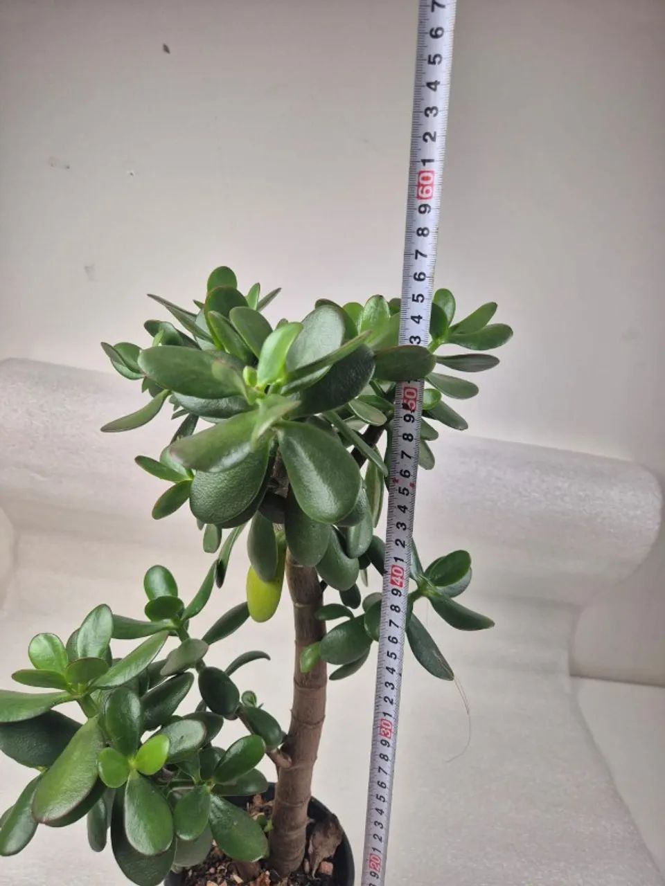 PLANTA JADE - Foto 4