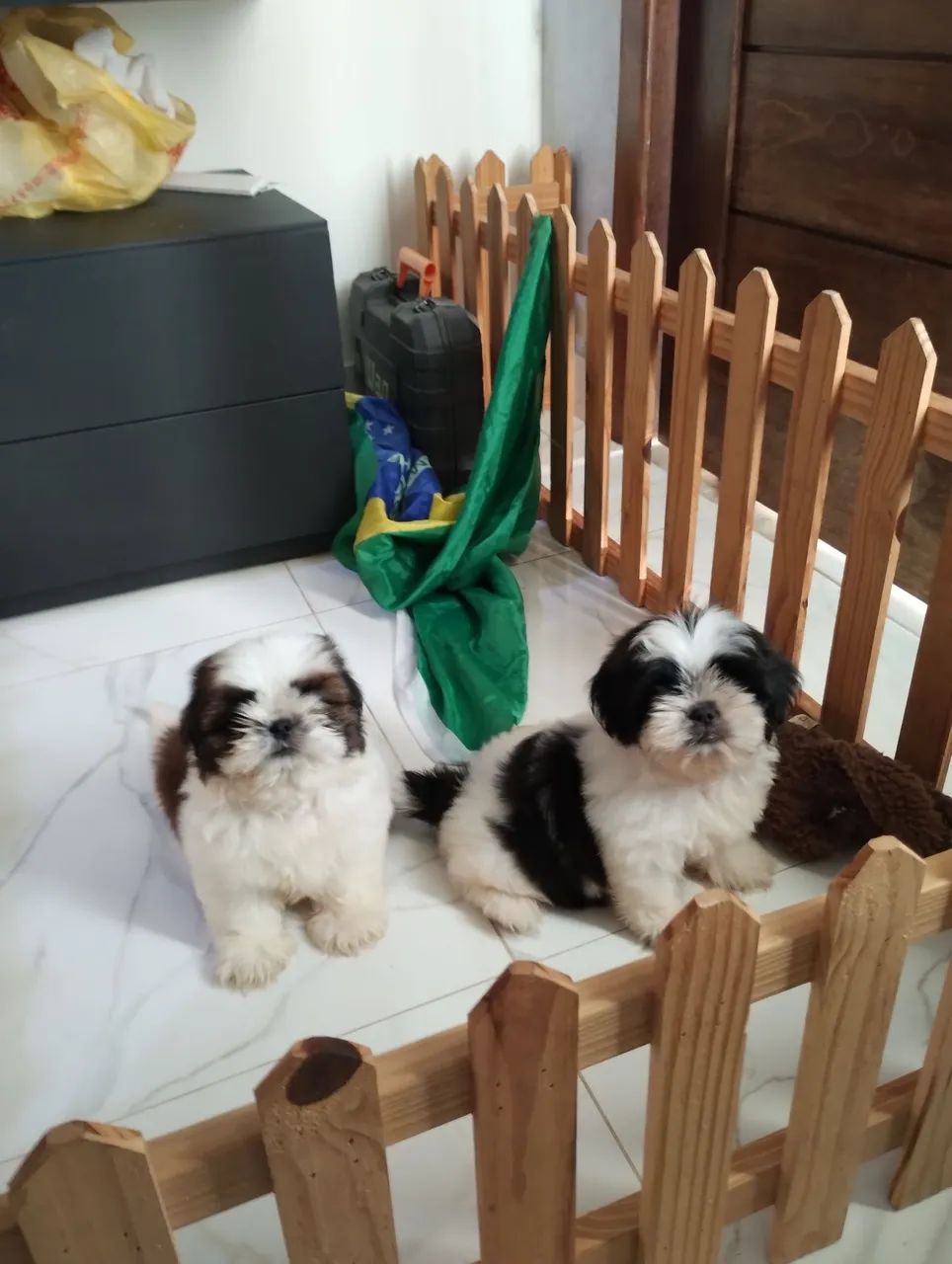 Shitzu Mini Promoção  - Foto 4