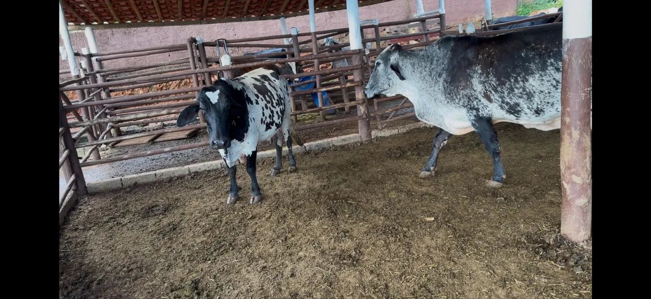 Vacas de leite - Foto 2