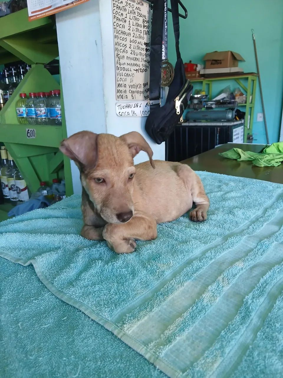 Doação de cachorro  - Foto 3