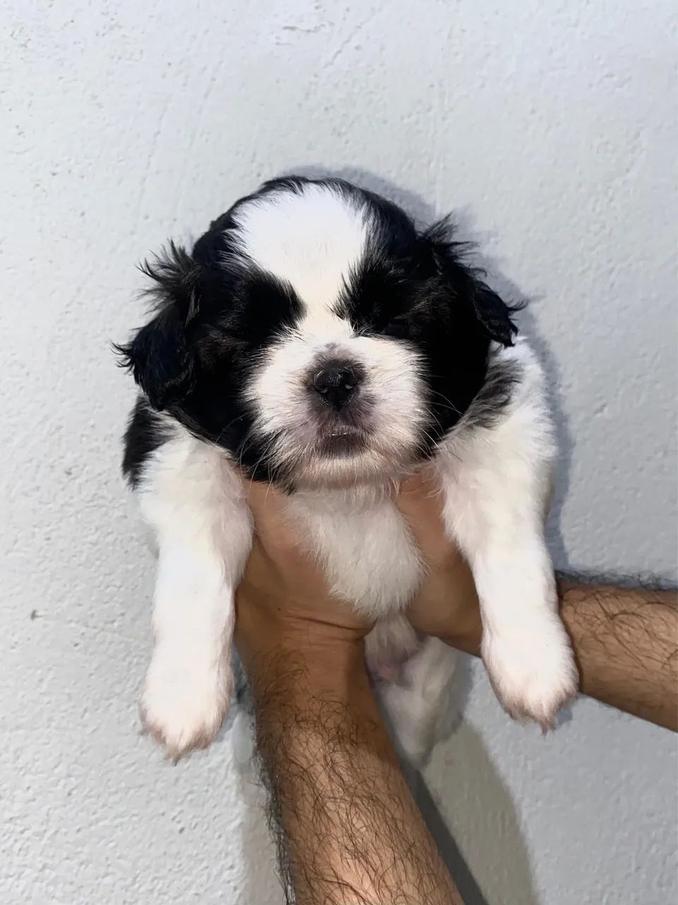 Shih tzu macho à venda - Foto 4
