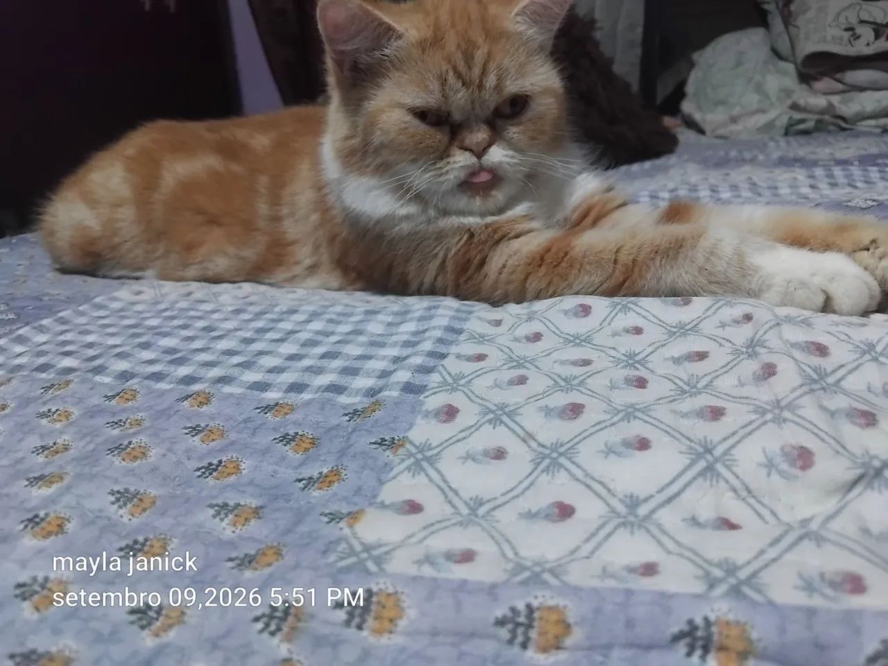 Gata persa - Foto 3