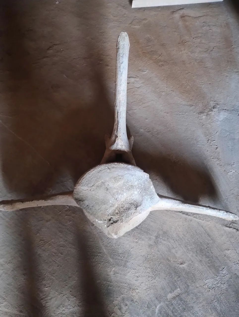 vértebra de beleia para colecionador  - Foto 2