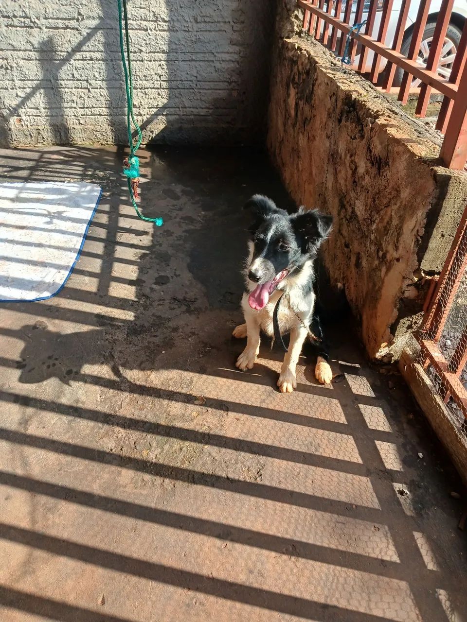 Border Collie - Foto 3