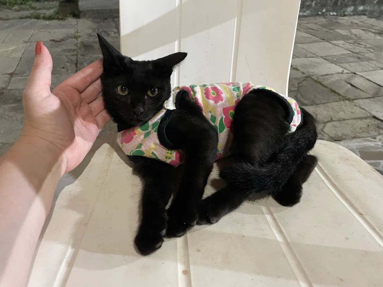 Gatinhos para doação  - Foto 2