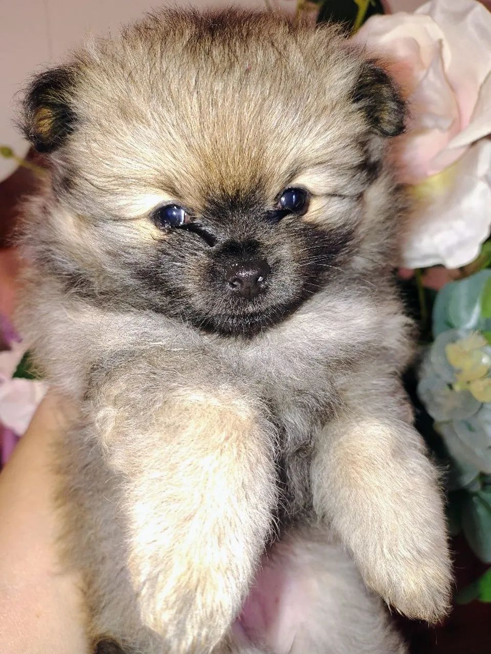 Cachorro Spitz alemão anão 