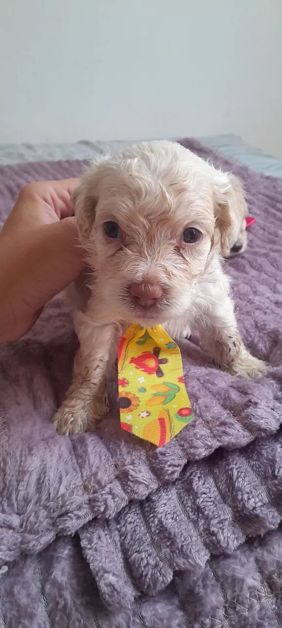Vendo Poodle  - Foto 5