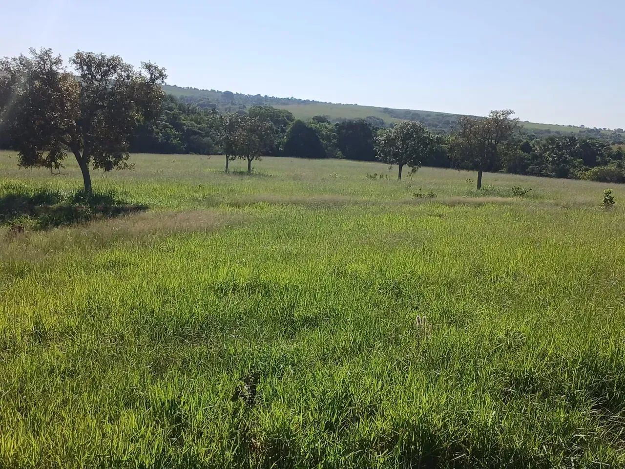 FAZENDA À VENDA  APARECIDA DO TABOADO/MS - Foto 3