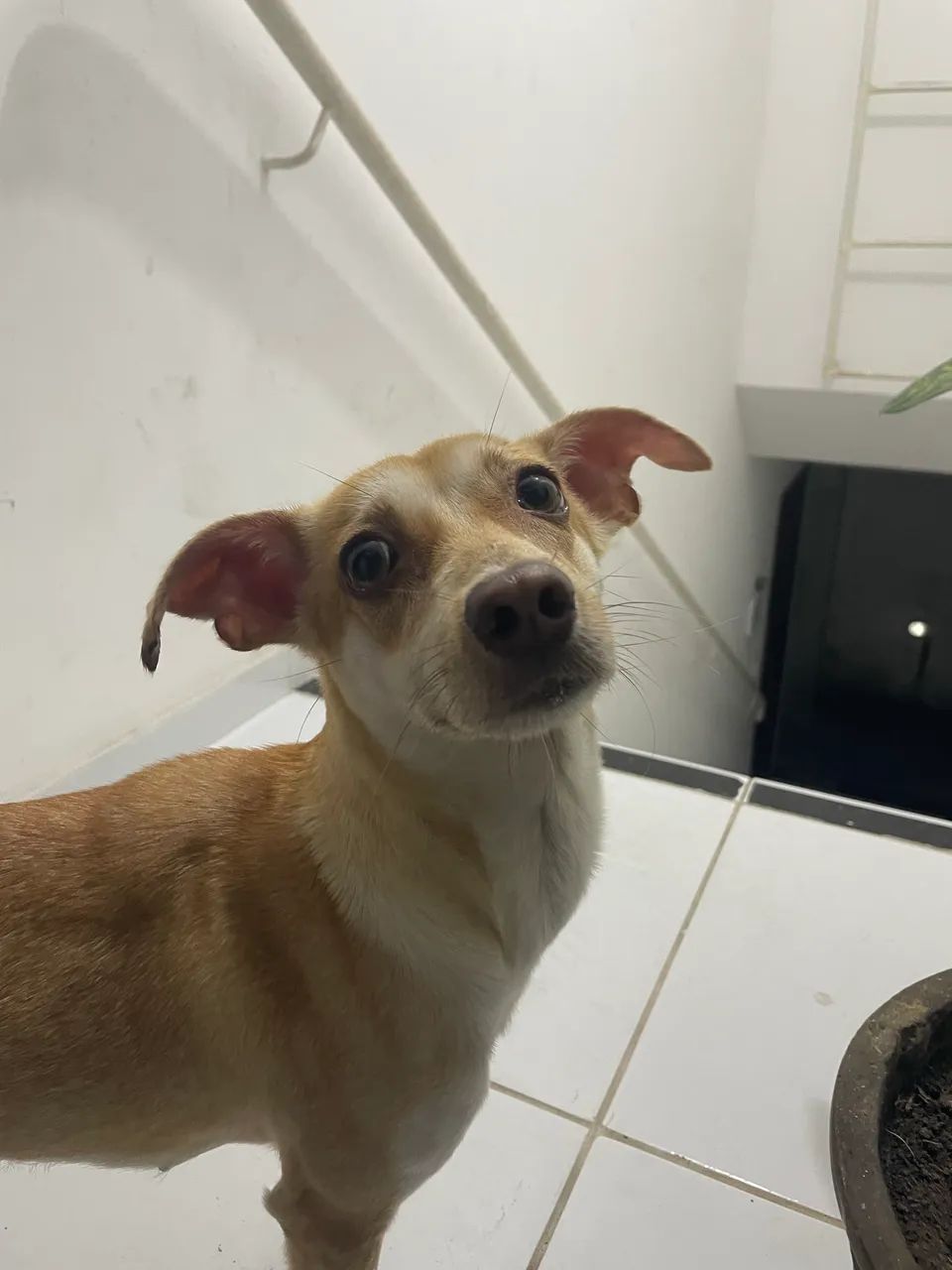 Cachorra para adoção  - Foto 2