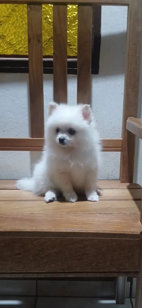 Spitz Alemão  - Foto 2